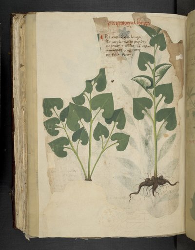 Anthurium, from A Herbal, Belluno by Italian School