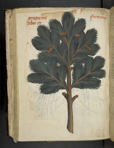 Pine, from 