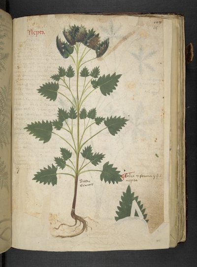 Nepta, from 