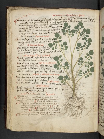 A herbal, Belluno by Italian School