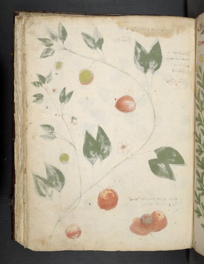 A Herbal, Belluno by Italian School