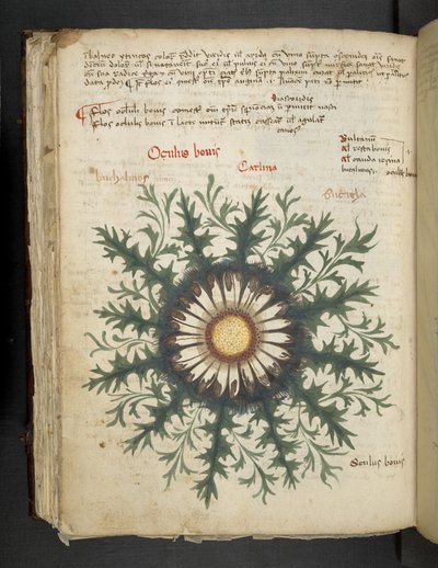 Carlina, A herbal, Belluno by Italian School