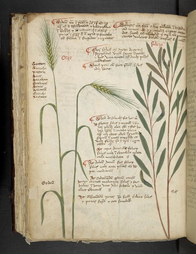 Orzo, from A Herbal, Belluno by Italian School