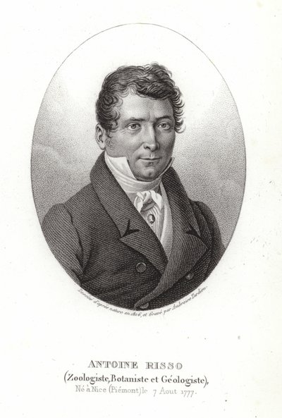 Antoine Risso by Italian School