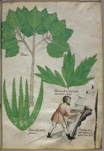Botanical illustration of a man with an axe breaking rock to extract alum, c.1440 by Italian School
