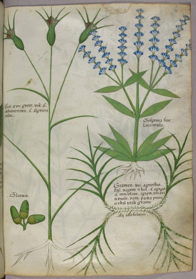 Botanical illustration, c.1440 by Italian School