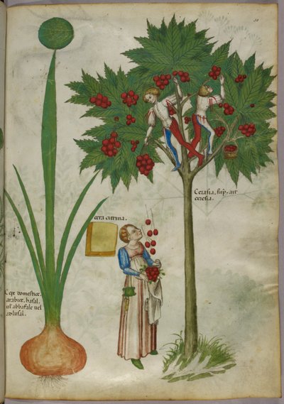 Botanical illustration of a plant and boys picking fruit from a tree by Italian School