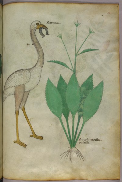 Botanical illustration of a plant with a flamingo-like bird, c.1440 by Italian School