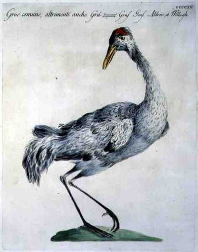 Common Crane, c.1767-76 by Italian School
