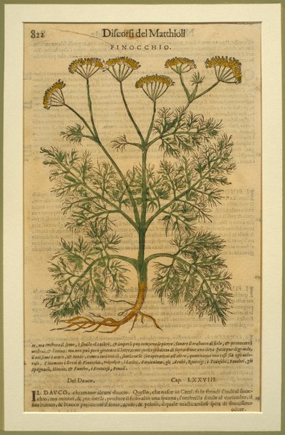 Fennel, a botanical plate from the Discorsi by Pietro Andrea Mattioli published in Venice, 1570 by Italian School