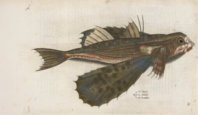 Flying fish, illustration from 