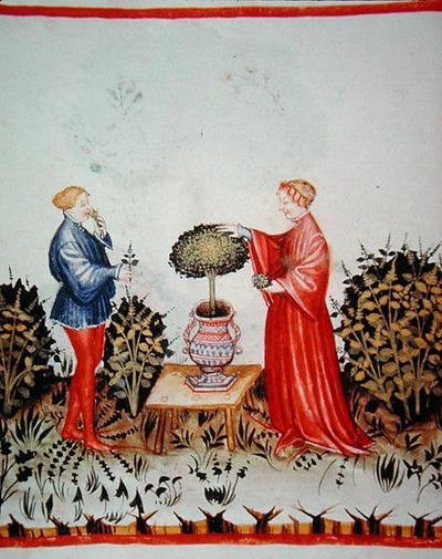 Gathering the Basilicum Curatum, illustration from 