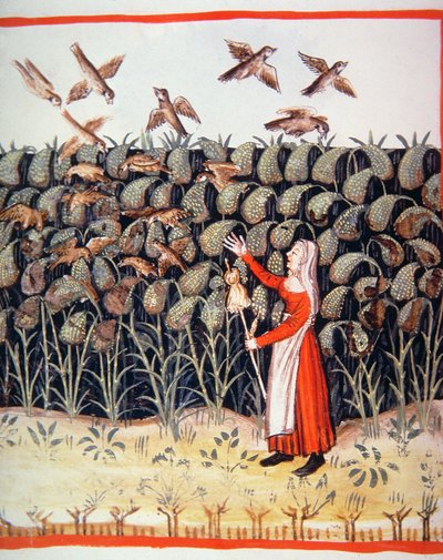 Millet (illustration from Tacuinum Sanitatis Codex Vindobonensis) by Italian School