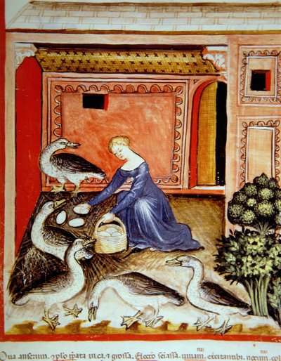 Rearing Geese, illustration from Tacuinum Sanitatis Codex Vindobonensis by Italian School