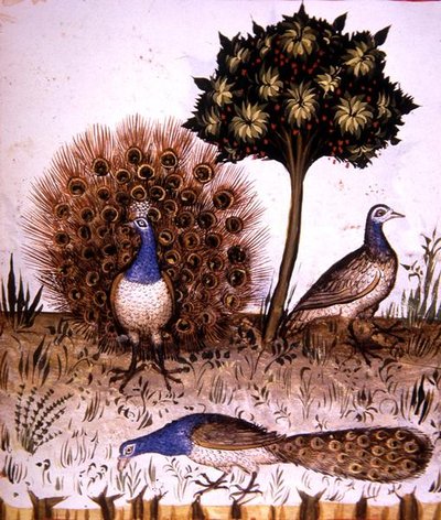 Peacocks, illustration from 