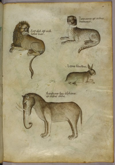 Illustration of a Lion, a Leopard, a Rabbit and an Elephant by Italian School