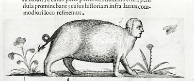 The manticore - in 