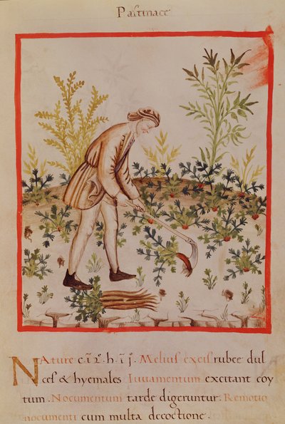 Harvesting Parsnips and Carrots, from 