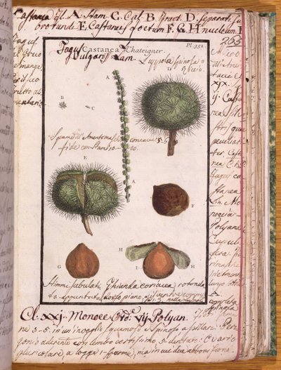 Chestnut, from Dizionario di Botanica by Italian School