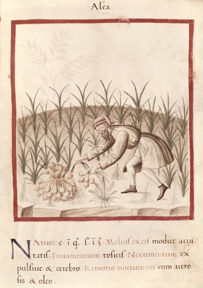 Harvesting Garlic, from 
