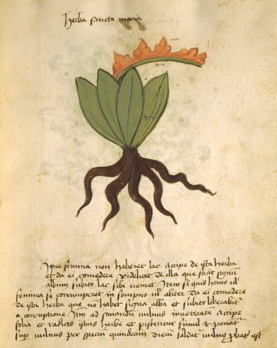 Herba Santa Maria, from Liber Herbarius una cum rationibus conficiendi medicamenta by Orgione Rizzardo by Italian School