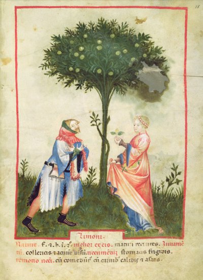 Harvesting Lemons, from Tacuinum Sanitatis, c.1390-1400 by Italian School