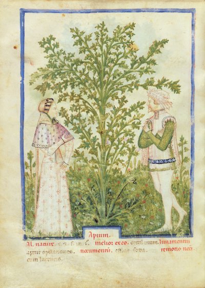 Celery, from Tacuinum Sanitatis by Italian School