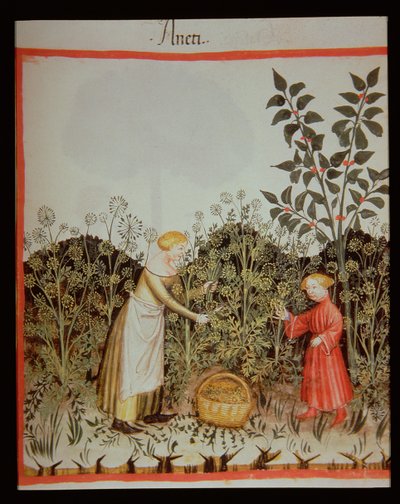 Gathering Dill, Tacuinum Sanitatis Codex Vindobonensis by Italian School