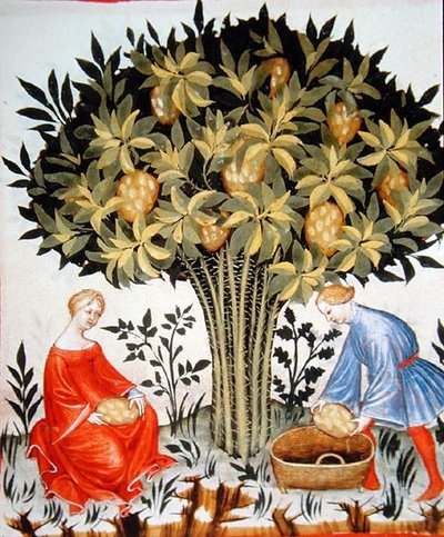 Harvesting Citrus Fruit, from the Tacuinum Sanitatis Codex Vindobonensis by Italian School