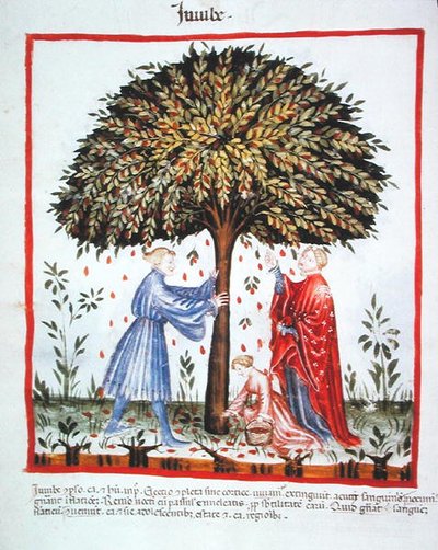 Gathering Jujubes, from Tacuinum Sanitatis Codex Vindobonensis by Italian School