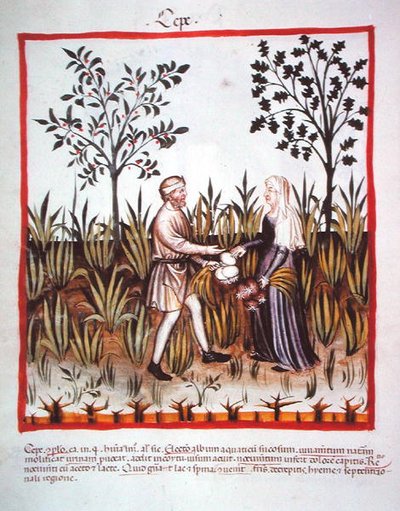 Harvesting Onions, from Tacuinum Sanitatis Codex Vindobonensis by Italian School