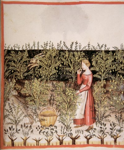 Picking Chickpeas, Tacuinum Sanitatis Codex Vindobonensis by Italian School