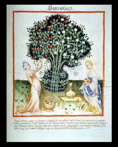 Rose Water, from the Tacuinum Sanitatis Codex Vindobonensis by Italian School