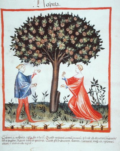 Gathering Walnuts, from Tacuinum Sanitatis Codex Vindobonensis by Italian School