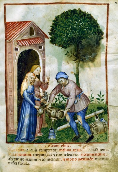 Olive oil, miniature from Tacuinum Sanitatis, Latin edition by Italian School