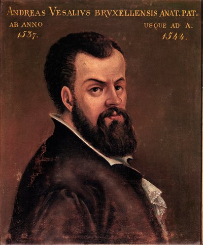 Portrait of Andreas Vesalius (1514-1564), Anatomist and Doctor of Charles V (16th Century) by Italian School