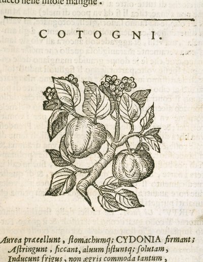 Quince (Cydonia oblonga), engraving by Castore Durante by Italian School