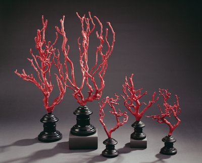 Set of wooden drawing models imitating coral, from the University of Florence by Italian School