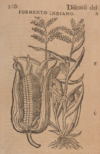 Speeches by M. P. A. Matthioli, Corrected and Augmented by Italian School