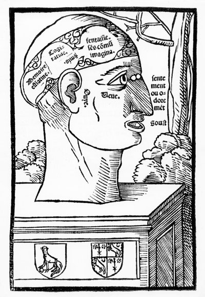 The Brain and Human Faculties, from Anatomia Mundini, French edition by Italian School