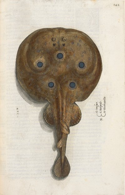 Torpedo fish, illustration from 