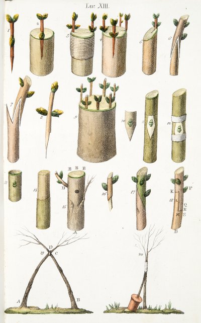 Various Examples of Grafting Fruit Trees, Plate XIV, from L
