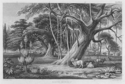Banyan, Boabob etc by J. (after) Stewart