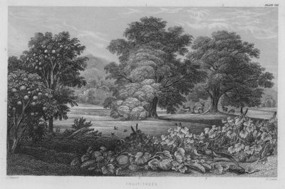 Fruit Trees by J. (after) Stewart