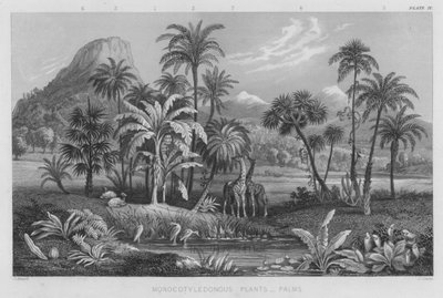 Monocotyledonous Plants, Palms by J. (after) Stewart