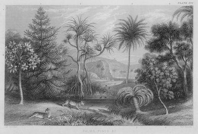 Palms, Pines etc by J. (after) Stewart