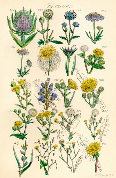 Page of colour illustrations from British Wild Flowers after a work by J. E. Sowerby and C. P. Johnson by J. E. and Johnson C. P.  Sowerby