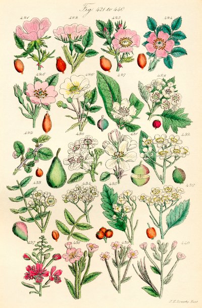 Page of Colour Illustrations from British Wild Flowers (after a work by J. E. Sowerby and C. P. Johnson) by J. E. and Johnson C. P.  Sowerby