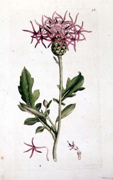 Great Knapweed, from a volume of 