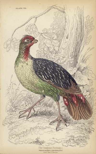 The Sanguine Patridge by J. Stewart